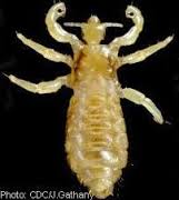 lice medlineplus louse head adult parasitic found male human skin such gov topic bumps disease