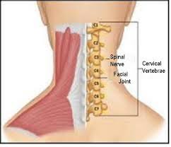 Central nervous system vascular malformations