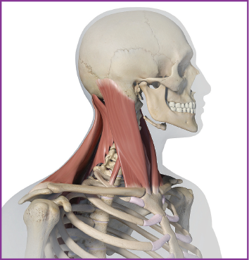 Cervical Spondylosis