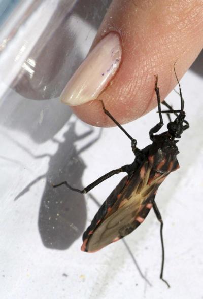 Chagas Disease