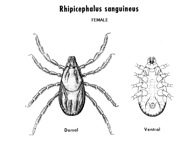 Rhipicephalus sanguineus рисунок