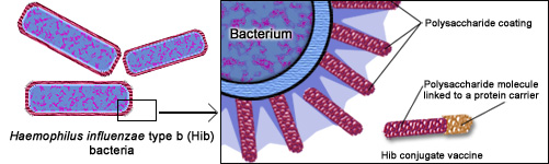 hib-vaccine