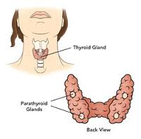 Hypoparathyroidism