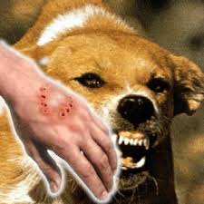 Rabies vaccine | Australia| PDF | PPT| Case Reports | Symptoms | Treatment